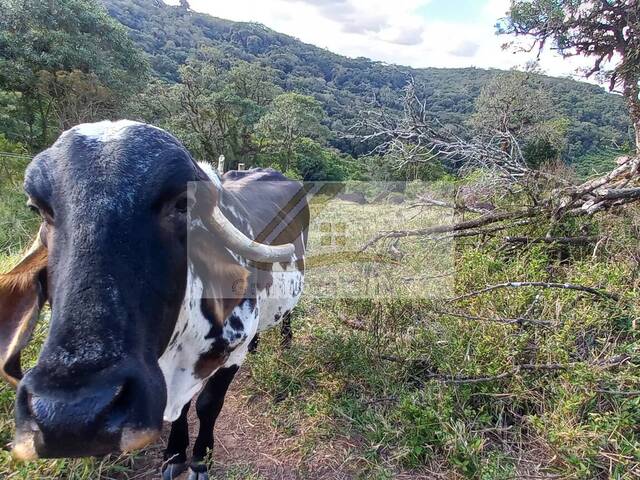 Chácara para Venda em Ibiúna - 2